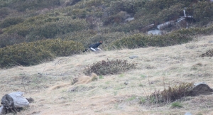 Gallo forcello